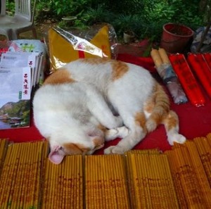 incensekitty-790118