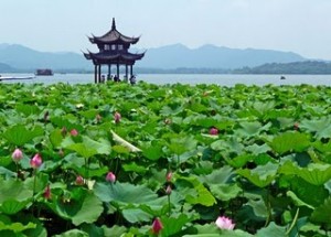 lotus-718569