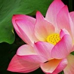 lotus2-702347