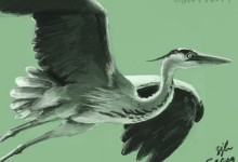 heron