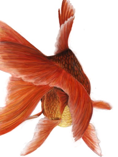 Goldfish tail swish