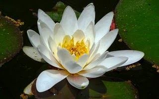 Waterlily